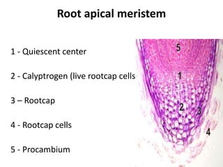 Root apical meristem 
1 - Quiescent center 
2 - Calyptrogen (live rootcap cells) 
3 – Rootcap 
4 - Rootcap cells 
5 - Procambium 
 