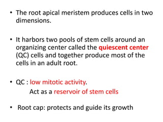 • The root apical meristem produces cells in two 
dimensions. 
• It harbors two pools of stem cells around an 
organizing center called the quiescent center 
(QC) cells and together produce most of the 
cells in an adult root. 
• QC : low mitotic activity. 
Act as a reservoir of stem cells 
• Root cap: protects and guide its growth 
 