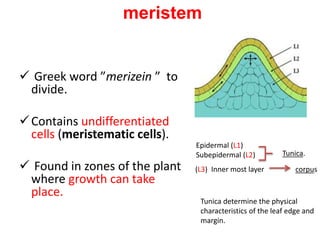 meristem 
 Greek word ”merizein ” to 
divide. 
Contains undifferentiated 
cells (meristematic cells). 
 Found in zones of the plant 
where growth can take 
place. 
Epidermal (L1) 
Subepidermal (L2) Tunica. 
(L3) Inner most layer corpus 
Tunica determine the physical 
characteristics of the leaf edge and 
margin. 
 