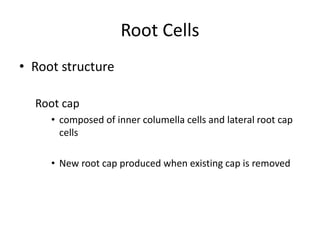 Root Cells 
• Root structure 
Root cap 
• composed of inner columella cells and lateral root cap 
cells 
• New root cap produced when existing cap is removed 
 