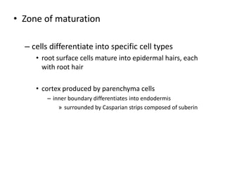 • Zone of maturation 
– cells differentiate into specific cell types 
• root surface cells mature into epidermal hairs, each 
with root hair 
• cortex produced by parenchyma cells 
– inner boundary differentiates into endodermis 
» surrounded by Casparian strips composed of suberin 
 