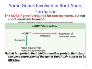 Some Genes Involved in Root-Shoot 
Formation 
The HOBBIT gene is required for root meristem, but not 
shoot meristem formation 
42 
Hobbit is a protein that inhibits another protein that stops 
the gene expression of the genes that Auxin causes to be 
made!!!! 
 