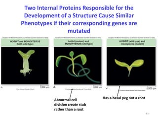 43 
Two Internal Proteins Responsible for the 
Development of a Structure Cause Similar 
Phenotypes if their corresponding genes are 
mutated 
Abnormal cell Has a basal peg not a root 
division create stub 
rather than a root 
 