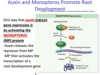 44 
Auxin and Monopteros Promote Root 
Development 
One way that auxin induces 
gene expression is 
by activating the 
MONOPTEROS 
(MP) protein 
-Auxin releases the 
repressor from MP 
-MP then activates the 
transcription of a 
root development gene 
 
