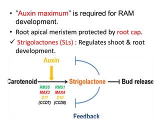 • ”Auxin maximum” is required for RAM 
development. 
• Root apical meristem protected by root cap. 
 Strigolactones (SLs) : Regulates shoot & root 
development. 
 