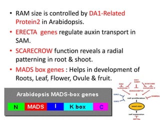 • RAM size is controlled by DA1-Related 
Protein2 in Arabidopsis. 
• ERECTA genes regulate auxin transport in 
SAM. 
• SCARECROW function reveals a radial 
patterning in root & shoot. 
• MADS box genes : Helps in development of 
Roots, Leaf, Flower, Ovule & fruit. 
 