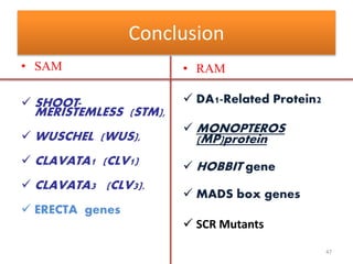Conclusion 
• SAM 
SHOOT- 
MERISTEMLESS (STM), 
 WUSCHEL (WUS), 
 CLAVATA1 (CLV1) 
 CLAVATA3 (CLV3). 
 ERECTA genes 
• RAM 
 DA1-Related Protein2 
MONOPTEROS 
(MP)protein 
 HOBBIT gene 
 MADS box genes 
 SCR Mutants 
47 
 