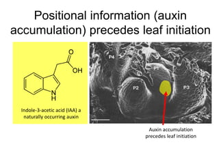 Positional information (auxin 
accumulation) precedes leaf initiation 
Auxin accumulation 
precedes leaf initiation 
Indole-3-acetic acid (IAA) a 
naturally occurring auxin 
 