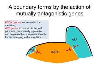 A boundary forms by the action of 
mutually antagonistic genes 
ARP 
KNOX1 
KNOX1 genes, expressed in the 
meristem, 
ARP genes, expressed in the leaf 
primordia, are mutually repressive, 
and help establish a separate identity 
for the emerging leaf primordium 
 