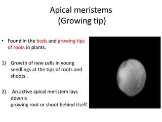 Apical meristems 
(Growing tip) 
• Found in the buds and growing tips 
of roots in plants. 
1) Growth of new cells in young 
seedlings at the tips of roots and 
shoots . 
2) An active apical meristem lays 
down a 
growing root or shoot behind itself. 
 