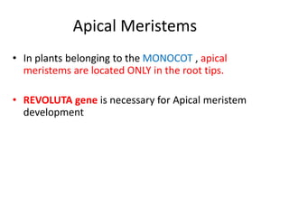 Apical Meristems 
• In plants belonging to the MONOCOT , apical 
meristems are located ONLY in the root tips. 
• REVOLUTA gene is necessary for Apical meristem 
development 
 