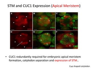 STM and CUC1 Expression (Apical Meristem) 
• CUC1 redundantly required for embryonic apical meristem 
formation, cotyledon separation and expression of STM.. 
Cup shaped cotyledon 
 