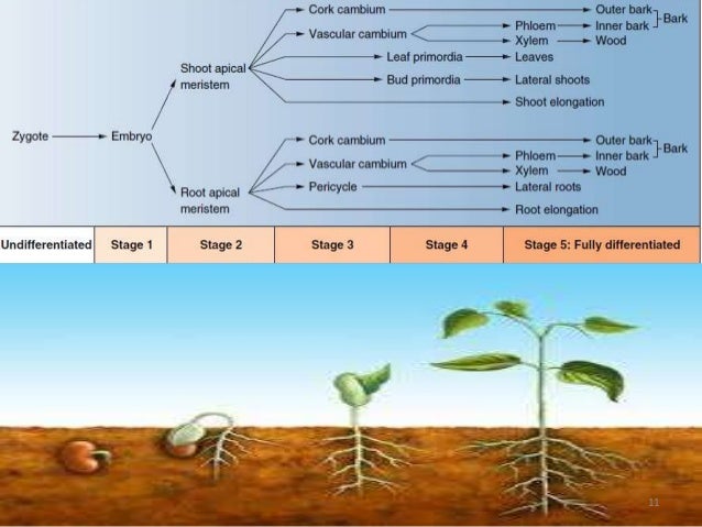 Molecular Analysis Of SAM & RAM