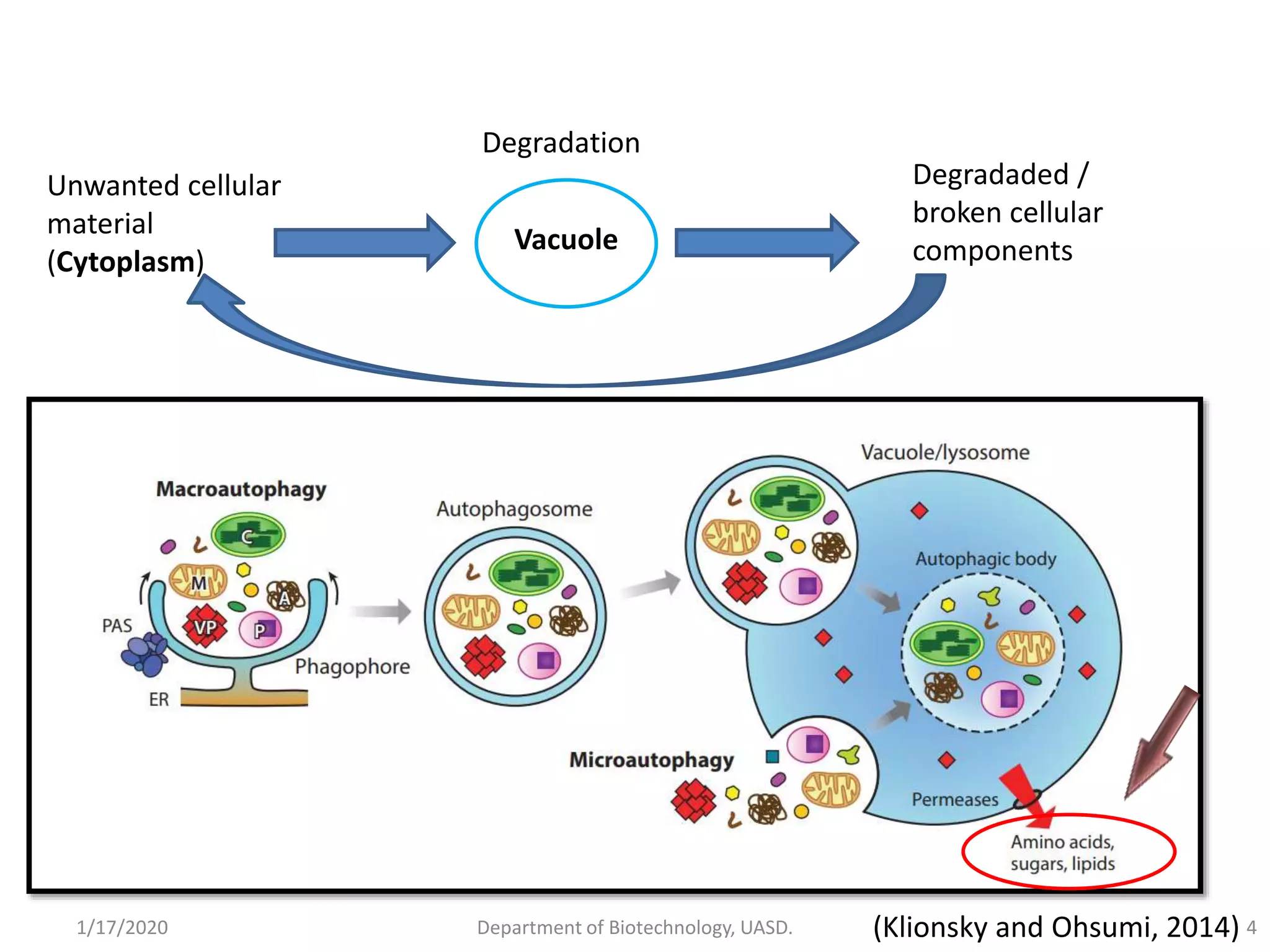Autophagy and its role in plants - By Tilak I S, Dept. of Biotechnology ...