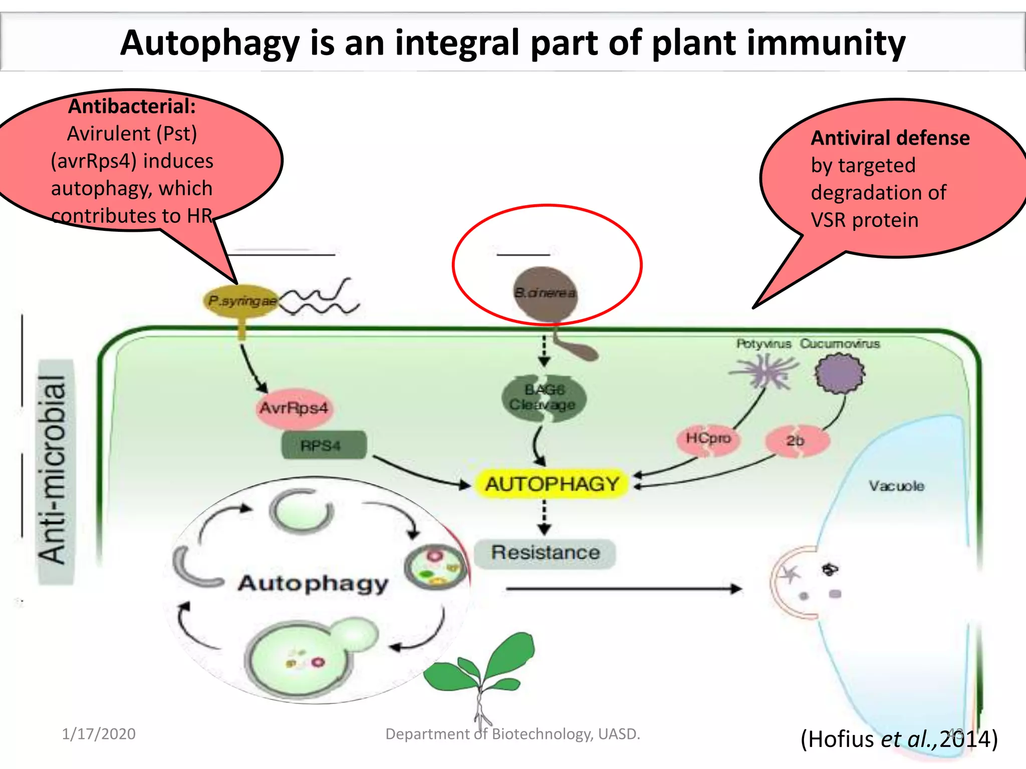Autophagy and its role in plants - By Tilak I S, Dept. of Biotechnology ...