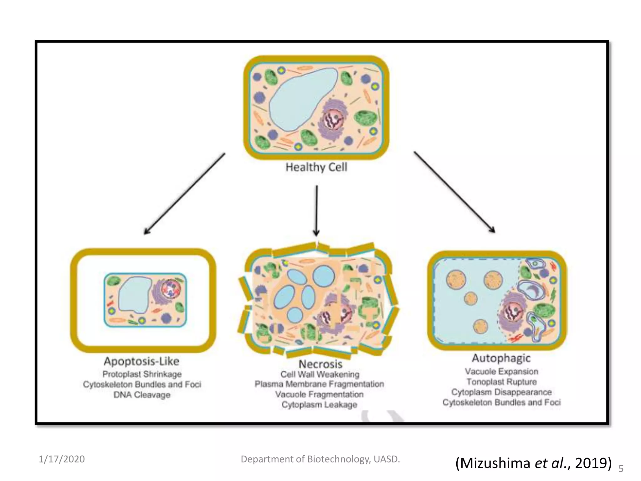 Autophagy and its role in plants - By Tilak I S, Dept. of Biotechnology ...