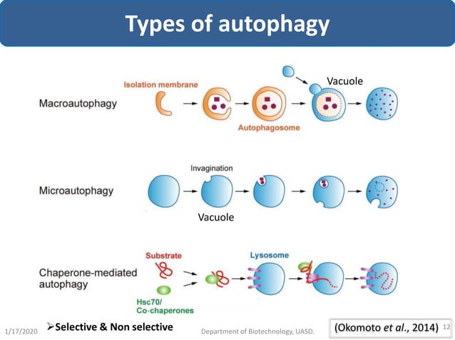 Autophagy and its role in plants - By Tilak I S, Dept. of Biotechnology ...