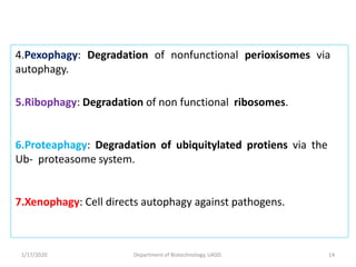 Peroxiphagy Autophagy and its role in plants - By Tilak I S, Dept. of Biotechnology ...