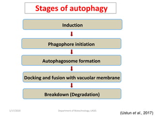 Autophagy and its role in plants - By Tilak I S, Dept. of Biotechnology ...