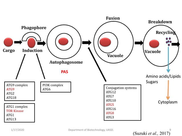 Autophagy and its role in plants - By Tilak I S, Dept. of Biotechnology ...