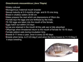 Java Tilapia Tilapia | PPT