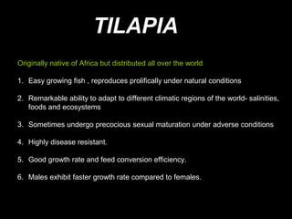 TILAPIA
Originally native of Africa but distributed all over the world

1. Easy growing fish , reproduces prolifically under natural conditions

2. Remarkable ability to adapt to different climatic regions of the world- salinities,
   foods and ecosystems

3. Sometimes undergo precocious sexual maturation under adverse conditions

4. Highly disease resistant.

5. Good growth rate and feed conversion efficiency.

6. Males exhibit faster growth rate compared to females.
 