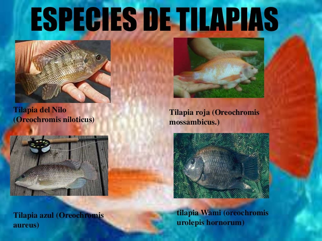 Tilapia