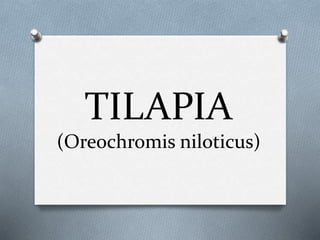 TILAPIA
(Oreochromis niloticus)
 