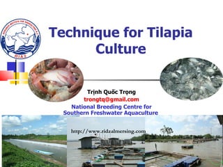Technique for Tilapia Culture Trịnh Quốc Trọng [email_address] National Breeding Centre for Southern Freshwater Aquaculture  http://www.ridzalmersing.com 