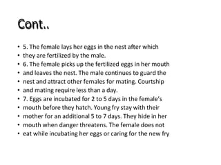 Cont..
• 5. The female lays her eggs in the nest after which
• they are fertilized by the male.
• 6. The female picks up the fertilized eggs in her mouth
• and leaves the nest. The male continues to guard the
• nest and attract other females for mating. Courtship
• and mating require less than a day.
• 7. Eggs are incubated for 2 to 5 days in the female’s
• mouth before they hatch. Young fry stay with their
• mother for an additional 5 to 7 days. They hide in her
• mouth when danger threatens. The female does not
• eat while incubating her eggs or caring for the new fry
 