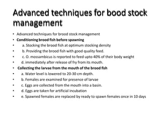 Advanced techniques for bood stock
management
• Advanced techniques for brood stock management
• Conditioning brood fish before spawning
• a. Stocking the brood fish at optimum stocking density
• b. Providing the brood fish with good quality feed.
• c. O. mossambicus is reported to feed upto 40% of their body weight
• d. immediately after release of fry from its mouth.
• Collecting the larvae from the mouth of the brood fish
• a. Water level is lowered to 20-30 cm depth.
• b. Females are examined for presence of larvae
• c. Eggs are collected from the mouth into a basin.
• d. Eggs are taken for artificial incubation
• e. Spawned females are replaced by ready to spawn females once in 10 days
 