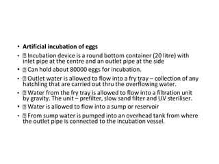 • Artificial incubation of eggs
• Incubation device is a round bottom container (20 litre) with
inlet pipe at the centre and an outlet pipe at the side
• Can hold about 80000 eggs for incubation.
• Outlet water is allowed to flow into a fry tray – collection of any
hatchling that are carried out thru the overflowing water.
• Water from the fry tray is allowed to flow into a filtration unit
by gravity. The unit – prefilter, slow sand filter and UV steriliser.
• Water is allowed to flow into a sump or reservoir
• From sump water is pumped into an overhead tank from where
the outlet pipe is connected to the incubation vessel.
 