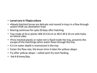 • Larval care in Tilapia culture
• •Newly hatched larvae are delicate and reared in trays in a flow through
system (Yolk sac absorption tray)
• Rearing continues for upto 20 days after hatching
• Tray made of Al or plastic 40X 25 X 8 cm or 40 X 30 X 10 cm with holes
on lateral sides
• •Fine meshed plastic or nylon net is fixed inside the tray, prevents the
escape of the hatchlings when water flows through the tray
• A 3 cm water depth is maintained in the tray
• Faster the flow rate, the lesser time it takes for yolksac abspn.
• Fry after yolksac abspn – called swim fry start feeding,
• fed 4-8 times/day
 