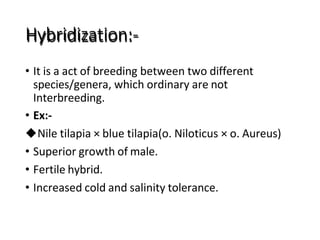 Hybridization:-
• It is a act of breeding between two different
species/genera, which ordinary are not
Interbreeding.
• Ex:-
Nile tilapia × blue tilapia(o. Niloticus × o. Aureus)
• Superior growth of male.
• Fertile hybrid.
• Increased cold and salinity tolerance.
 