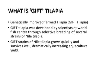 WHAT IS ‘GIFT’ TILAPIA
• Genetically improved farmed Tilapia (GIFT Tilapia)
• GIFT tilapia was developed by scientists at world
fish center through selective breeding of several
strains of Nile tilapia.
• GIFT strains of Nile tilapia grows quickly and
survives well, dramatically increasing aquaculture
yield.
 