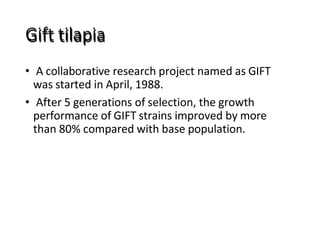 Gift tilapia
• A collaborative research project named as GIFT
was started in April, 1988.
• After 5 generations of selection, the growth
performance of GIFT strains improved by more
than 80% compared with base population.
 