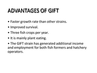 ADVANTAGES OF GIFT
• Faster growth rate than other strains.
• Improved survival.
• Three fish crops per year.
• It is mainly plant eating.
• The GIFT strain has generated additional income
and employment for both fish formers and hatchery
operators.
 