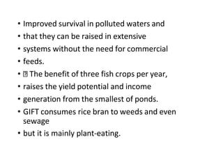 • Improved survival in polluted waters and
• that they can be raised in extensive
• systems without the need for commercial
• feeds.
• The benefit of three fish crops per year,
• raises the yield potential and income
• generation from the smallest of ponds.
• GIFT consumes rice bran to weeds and even
sewage
• but it is mainly plant-eating.
 