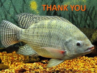 tilapiabreeding and production-220317104828.pptx