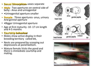 • Sexual Dimorphism- sexes separate
• Male - Two apertures on ventral side of
belly:- Anus and urinogenital
• •Urinogenital aperture smaller
• Female - Three apertures- anus, urinary
And genital aperture
• •Bigger Urinogenital aperture
• Age at first maturity -10 -17 cm length
and 4-5 months
• Courtship behaviour
• Males show active display in their
breeding territory called lek,
• Nests are prepared by scooping out
depressions at pond bottom.
• Mature female Visits the pond and
there is immediate courtship and
mating.
 