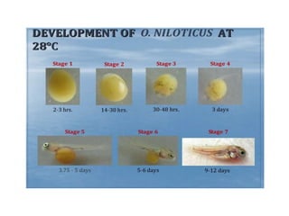 Tilapia breeding | PPTX