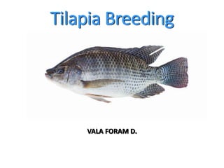 Tilapia Breeding
VALA FORAM D.
 