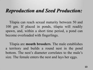 Tilapia culture | PPTX