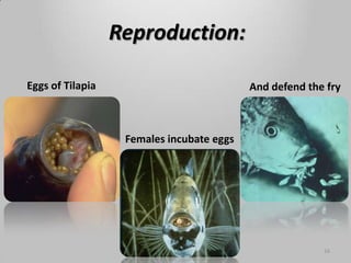 Tilapia culture | PPTX