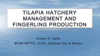 TILAPIA HATCHERY
MANAGEMENT AND
FINGERLING PRODUCTION
Evelyn H. Zafra
BFAR-NFFTC, CLSU, Science City of Munoz
 