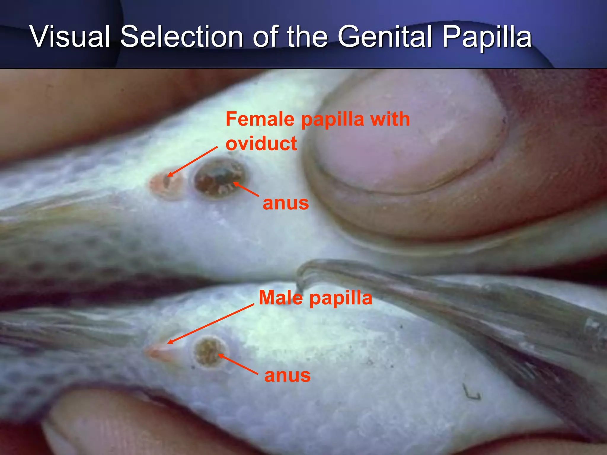 Tilapia hatchery operation.pdf