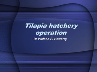 Tilapia hatchery
operation
Dr Waleed El Hawarry
 