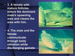 Tilapia hatchery operation.pdf