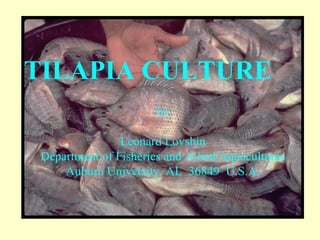 TILAPIA CULTURE
by
Leonard Lovshin
Department of Fisheries and Allied Aquacultures
Auburn University, AL 36849 U.S.A.
 