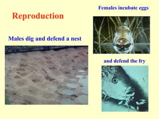 tilapia | PPT